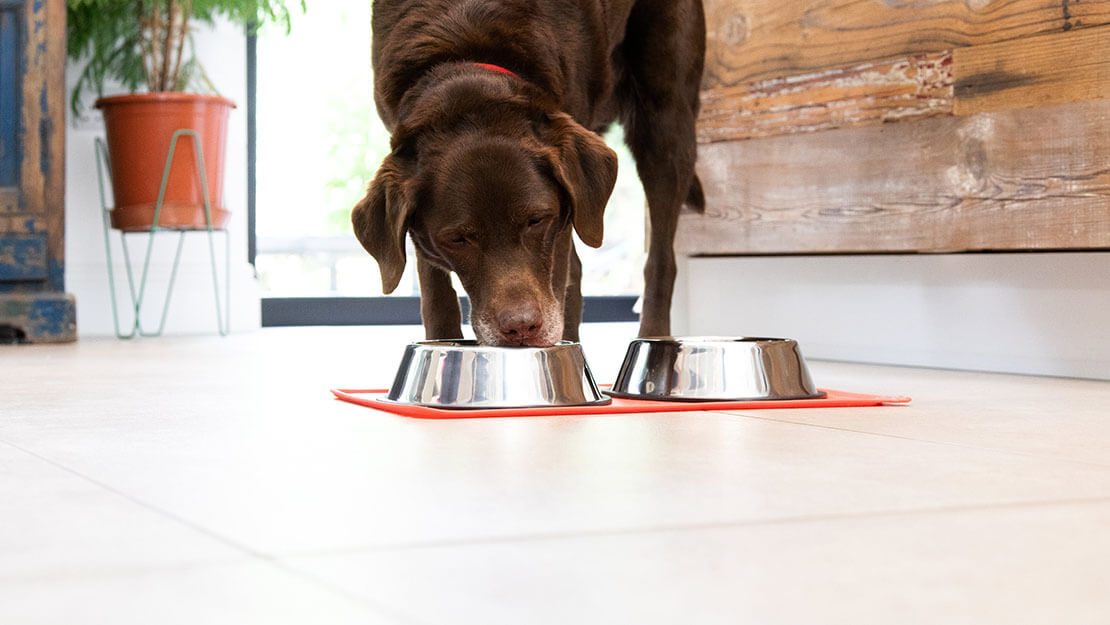 Dog food outlet for kidney health